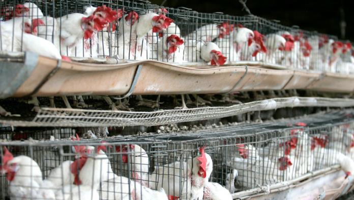 VIDEO: Turista británica pierde los estribos al ver pollos de corral enjaulados en un mercado de Marruecos