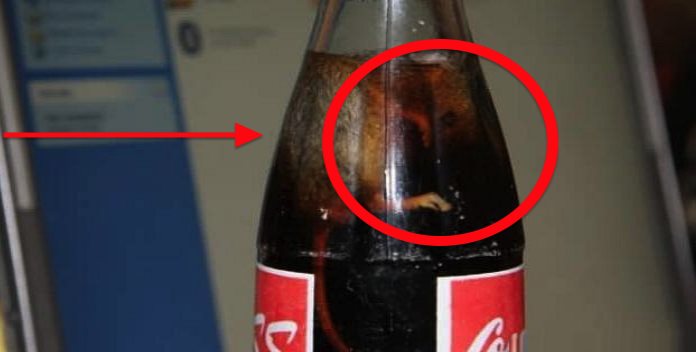 Encuentran esta criatura en una botella sellada de Coca-Cola (VIDEO)
