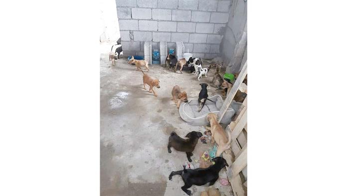 Invitan a unirse a “misión canina”