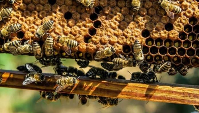 Abundan enjambres de abejas en Múzquiz