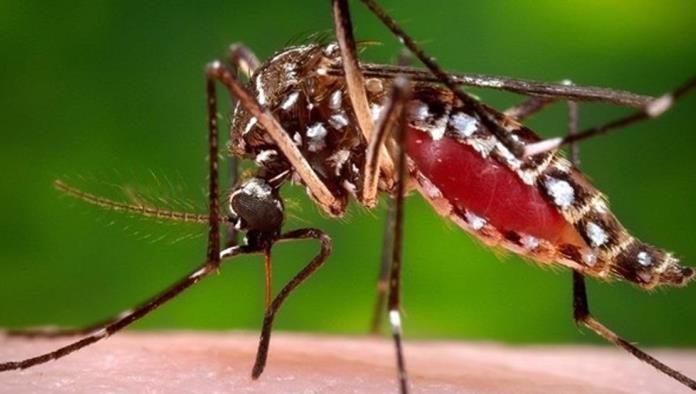 Sin dengue, zika o chikungunya en Acuña