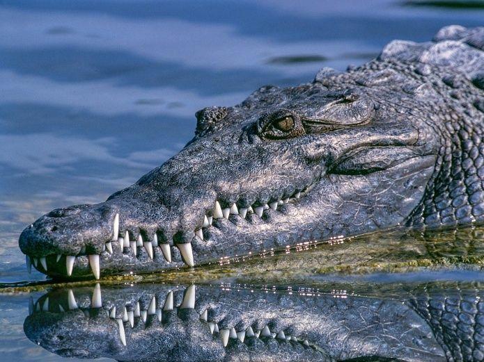 Piden a turistas evitar zonas de cocodrilos en Tampico