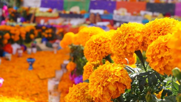 Aumenta un 50% venta de flores para Día de Muertos