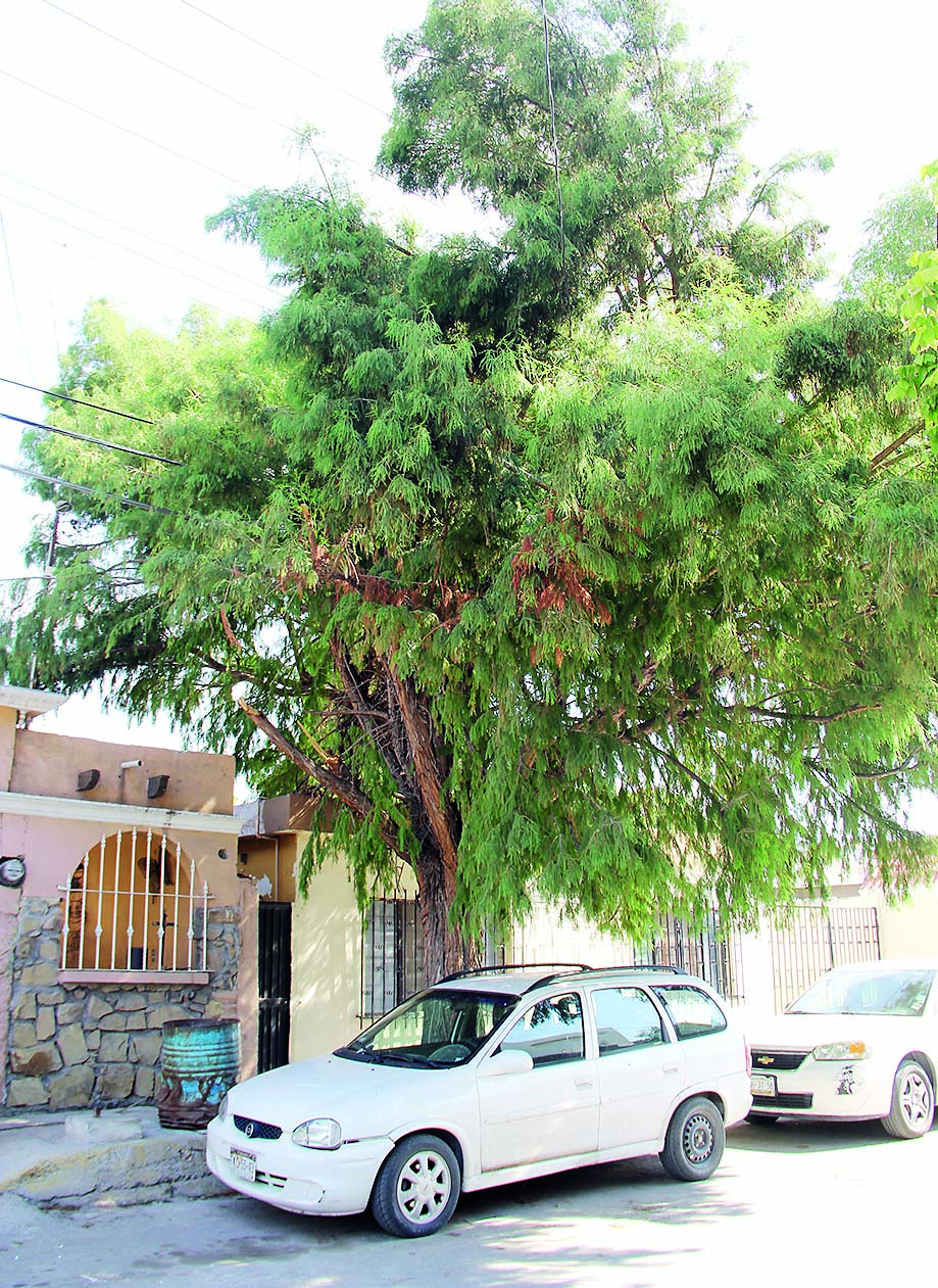 Temen que árbol rompa cableado