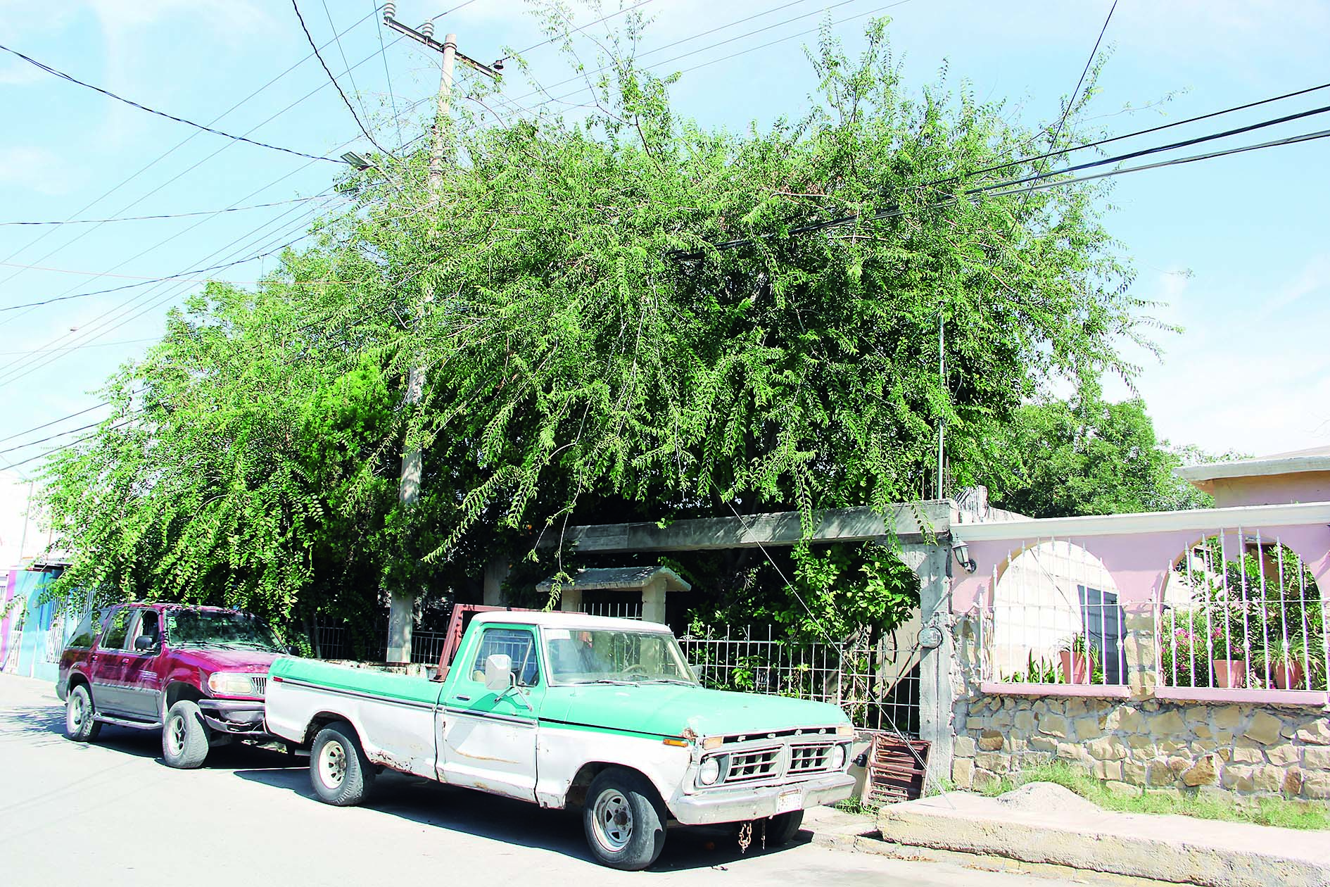 Temen que árbol rompa cableado