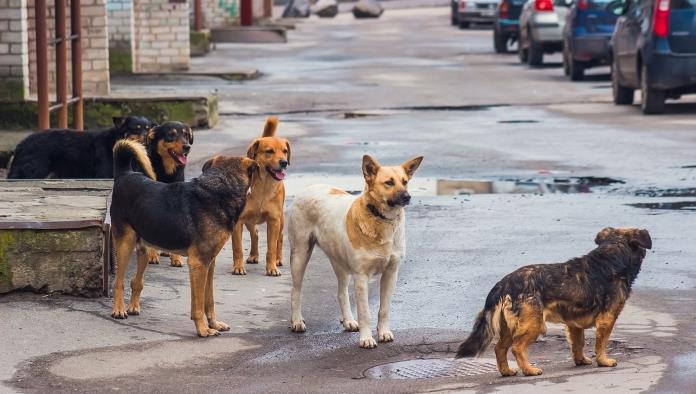 Detectan jauría de perros en Praderas