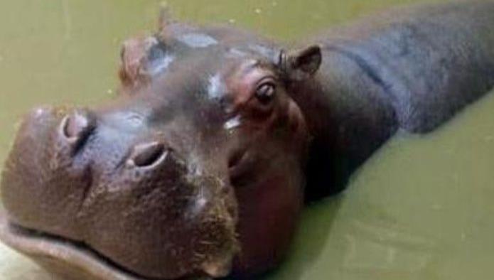 Muere Bianca, hipopotáma del zoológico San Juan de Aragón, CDMX