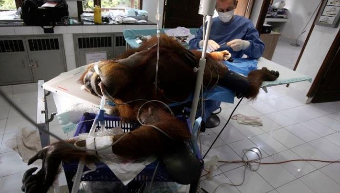 ‘Hope’, la orangután que sobrevivió a 74 disparos de perdigón en Indonesia