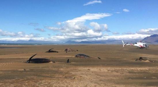 Hallan 50 ballenas muertas en playa de Islandia