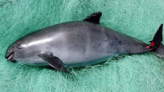 Vaquita marina en peligro de extinción; Amplían polígono de protección