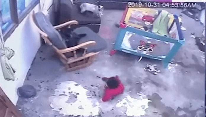 VIDEO: Un gato salva a un bebé de caer por unas escaleras