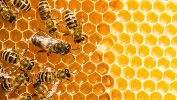 Aumenta ataque de abejas en la región