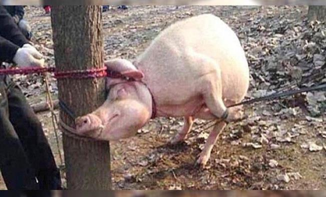 Cerdo se come vivo a niño de dos años; primero le arrancó la cabeza
