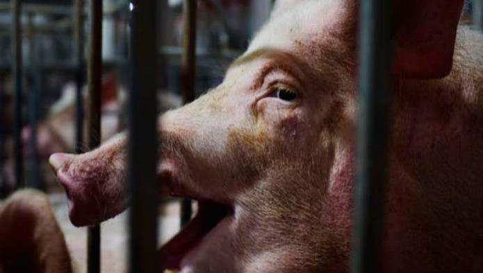 Brote de peste porcina podría expandirse mundialmente