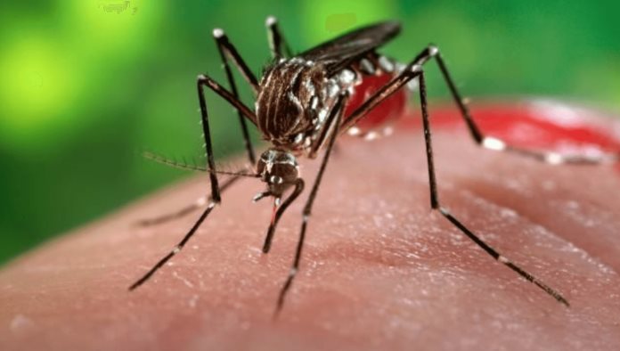 Detectan vectores de dengue y chikungunya