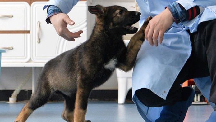 China logra clonar a un perro policía y ya comenzó su entrenamiento