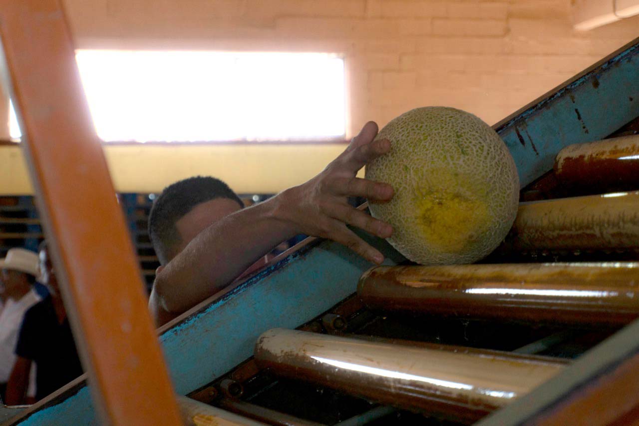 Apoyarán exportación del melón de Coahuila