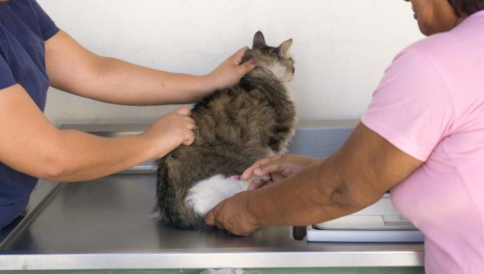Vacuna SS a perros y gatos contra la rabia