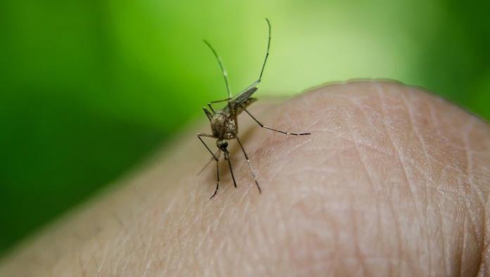 Declaran alerta sanitaria por brote de dengue en Isla de Pascua