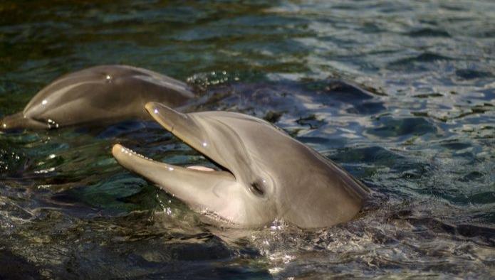 Se encontró un delfín, se lo comió y tiró sus restos al mar
