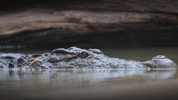 Detectan tres cocodrilos en el río Bravo en Eagle Pass (video)