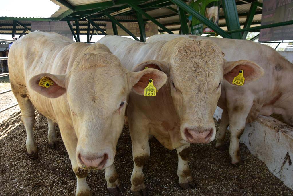 Subsidian sementales bovinos en San Buena