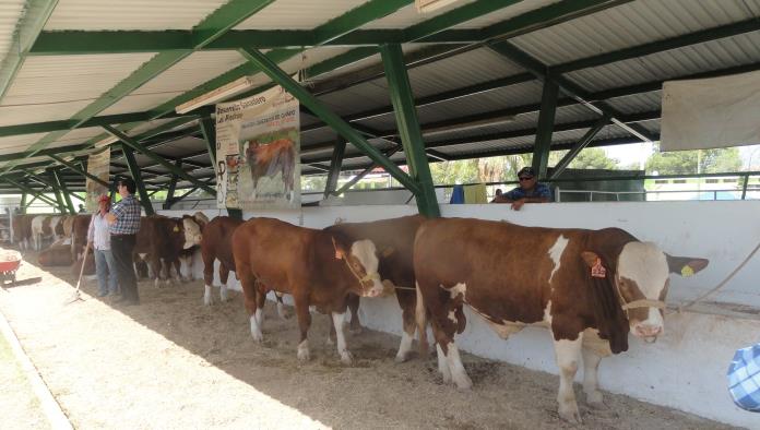 Subsidian sementales bovinos en San Buena
