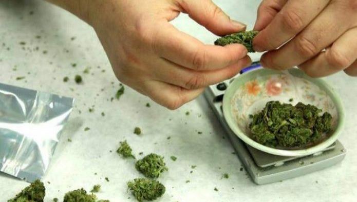 Desmienten dos mitos sobre la legalización de la marihuana