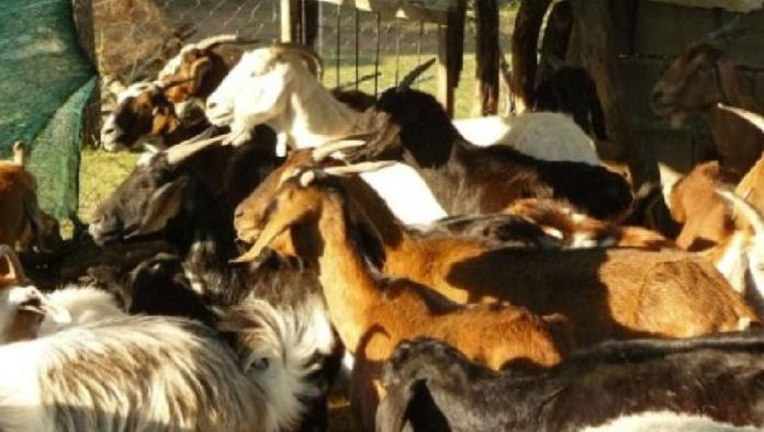 Ataca Brucelosis a hatos de cabras de Santa Eulalia