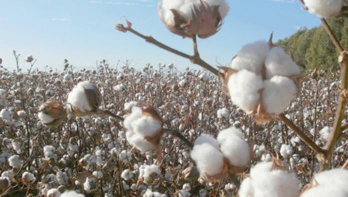 Empresa de puebla busca cultivar 50 hectáreas de algodón en la región
