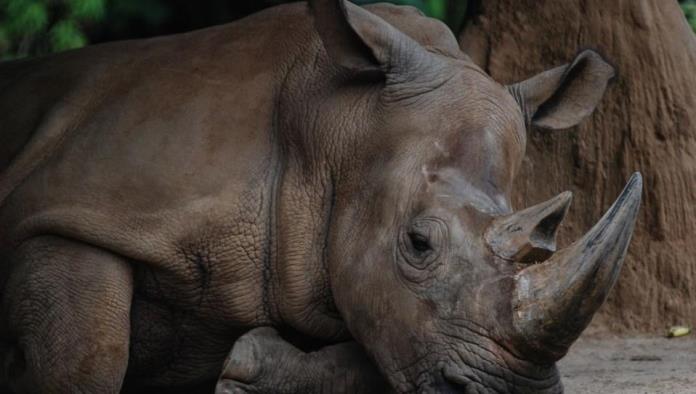 Muere el último Rinoceronte de Sumatra