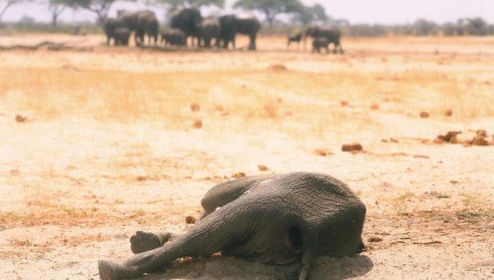 Mueren de hambre más de 200 elefantes en Zimbabue por grave sequía