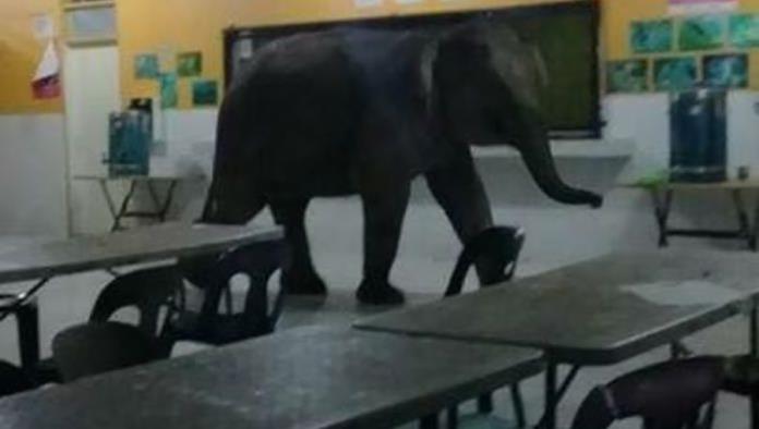 Video: Elefante visita escuela y desata pánico