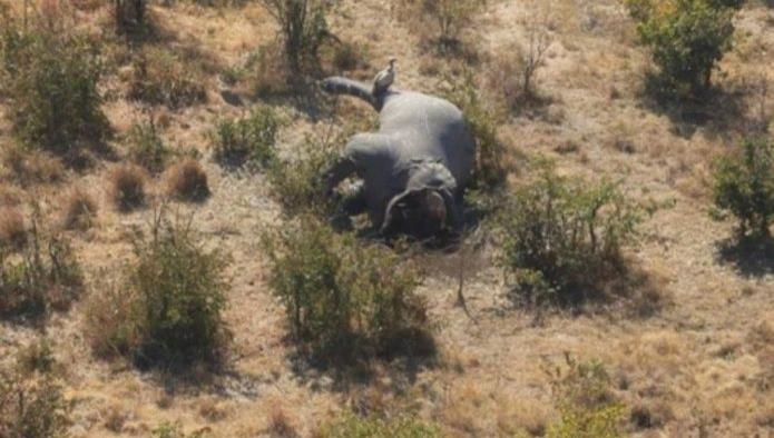 Masacraron a 87 elefantes en África