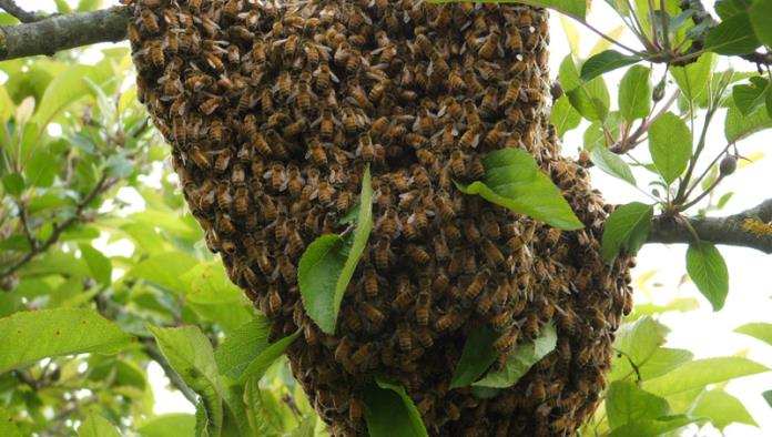 Advierten por temporada de enjambres de abejas