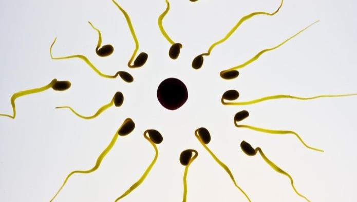 Unas sustancias comunes en el hogar dañan el esperma de hombres y perros