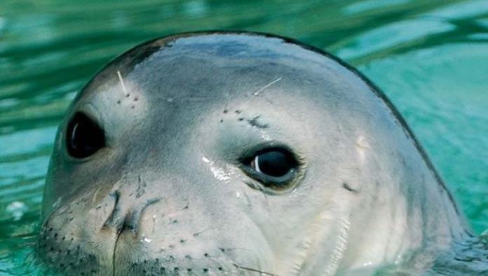 Lo multan por tocar una foca en peligro de extinción