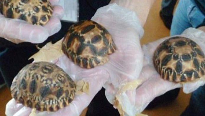 Rescatan más de 10 mil tortugas en peligro de extinción