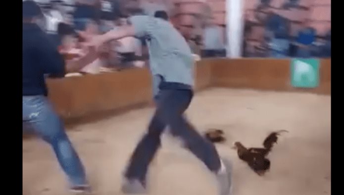 Gallo se revela y ataca a su dueño por llevarlo a pelear