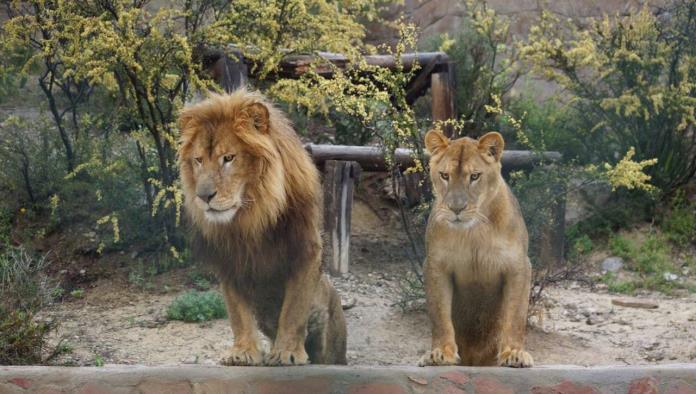 Conozca a leones y otras 60 especies