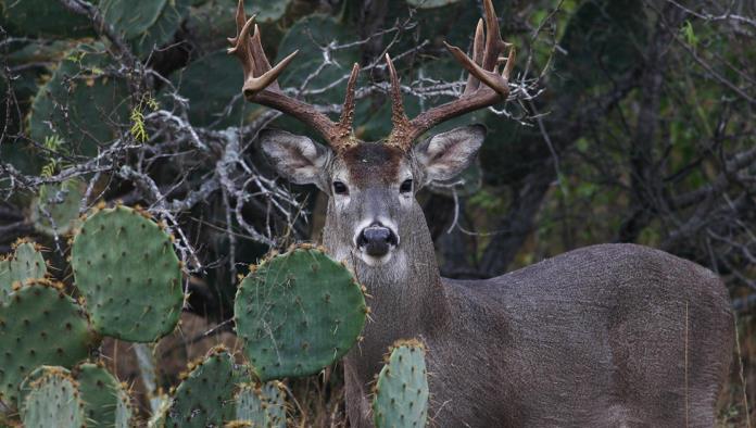Ampliará Coahuila caza deportiva del venado cola blanca
