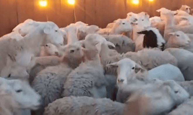 Hombre olvidó cerrar una puerta e ingresan 200 ovejas a su patio