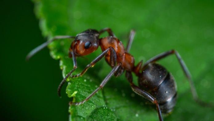 Picadura de hormiga causó la muerte a una joven estudiante