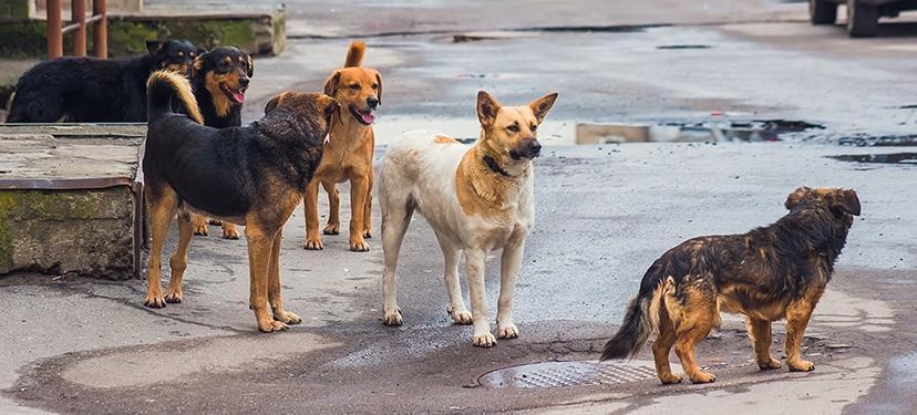 Perros callejeros, una problemática