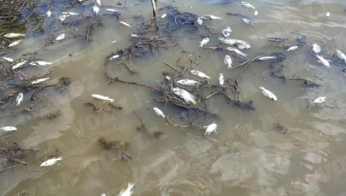 Ecocidio en el río Sabinas