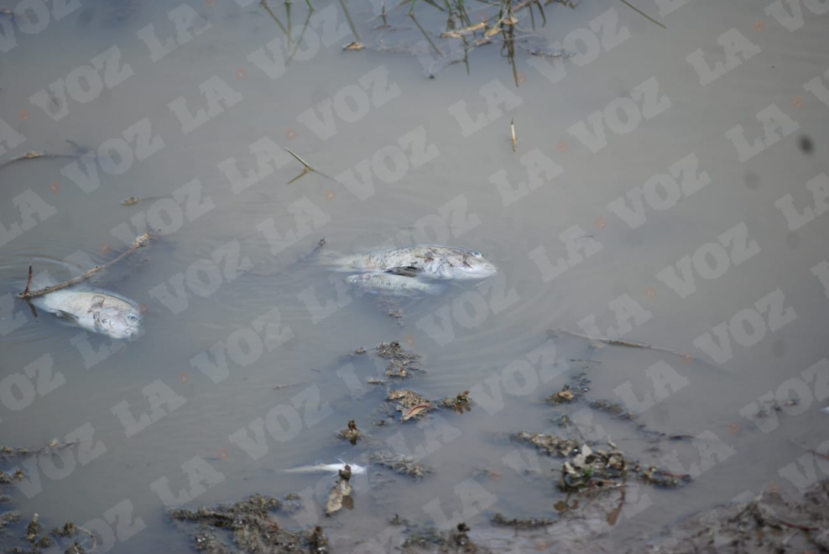 Ecocidio en el río Sabinas