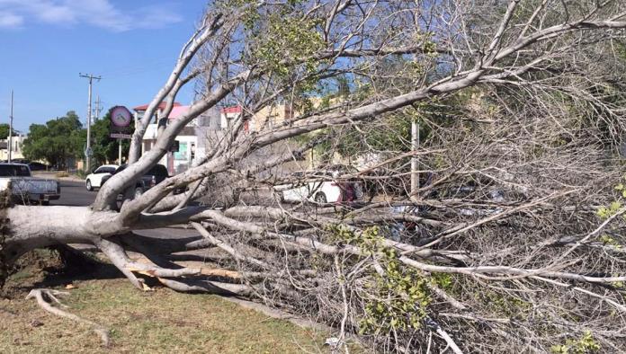 Atiende Medio Ambiente reporte de árboles caídos
