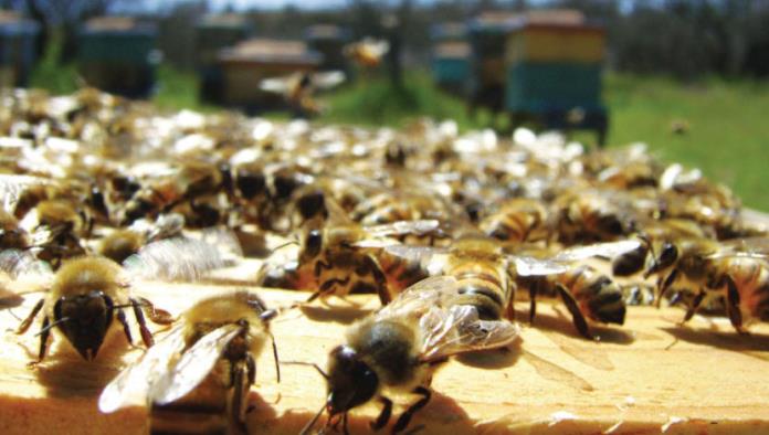 Desarrollan mujeres programa de apicultura.