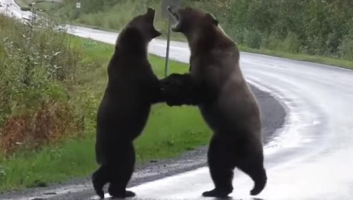 Captan en video brutal pelea de osos en plena carretera