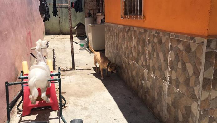 Perro muerde a niño en la cabeza